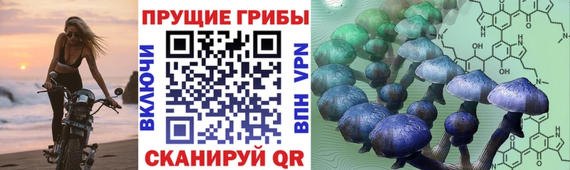 Купить закладки Сухиничи Галлюциногенные грибы MAGIC MUSHROOMS